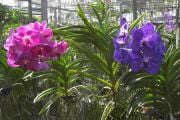 Orkidea viljelmän kukkaloistoa